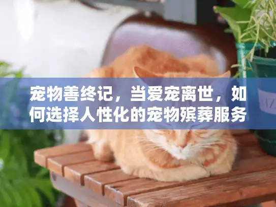 宠物善终记，当爱宠离世，如何选择人性化的宠物殡葬服务？