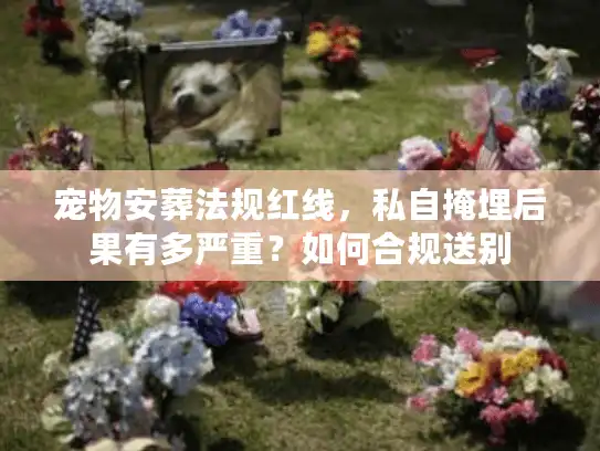 宠物安葬法规红线，私自掩埋后果有多严重？如何合规送别