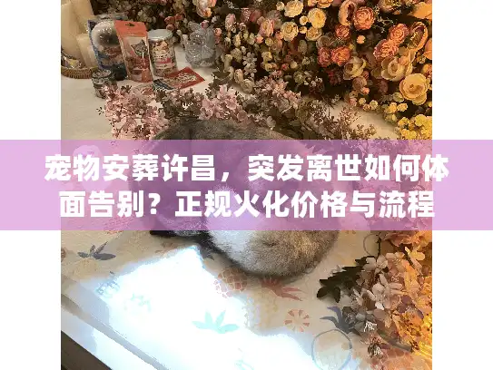 宠物安葬许昌，突发离世如何体面告别？正规火化价格与流程