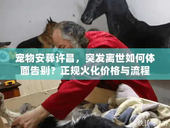 宠物安葬许昌，突发离世如何体面告别？正规火化价格与流程