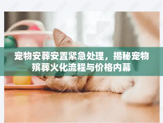 宠物安葬安置紧急处理，揭秘宠物殡葬火化流程与价格内幕