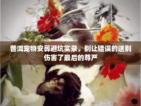 普洱宠物安葬避坑实录，别让错误的送别伤害了最后的尊严