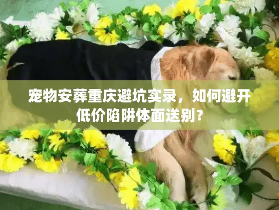 宠物安葬重庆避坑实录，如何避开低价陷阱体面送别？