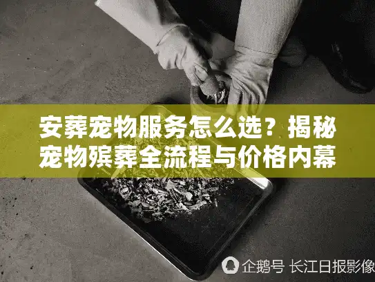 安葬宠物服务怎么选？揭秘宠物殡葬全流程与价格内幕