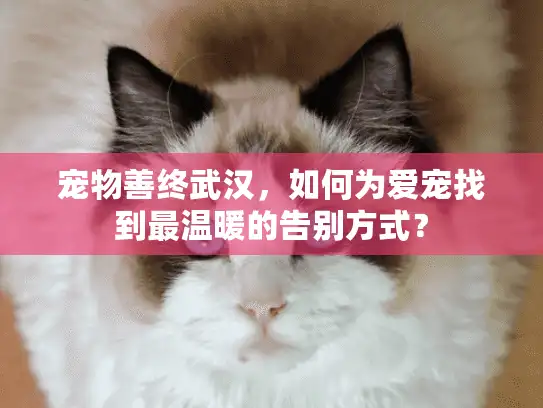 宠物善终武汉，如何为爱宠找到最温暖的告别方式？