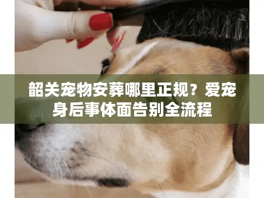韶关宠物安葬哪里正规？爱宠身后事体面告别全流程