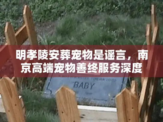 明孝陵安葬宠物是谣言，南京高端宠物善终服务深度剖析
