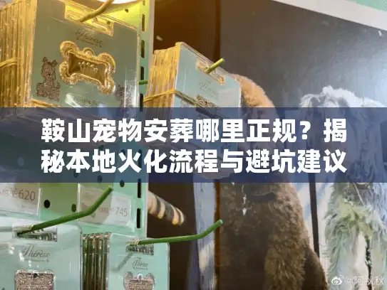 鞍山宠物安葬哪里正规？揭秘本地火化流程与避坑建议