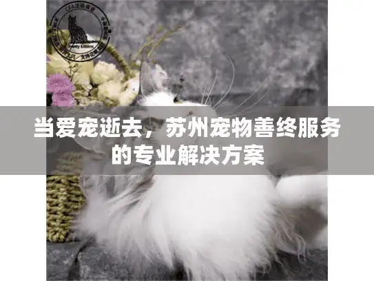 当爱宠逝去，苏州宠物善终服务的专业解决方案