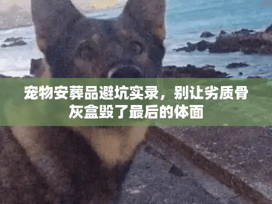 宠物安葬品避坑实录，别让劣质骨灰盒毁了最后的体面