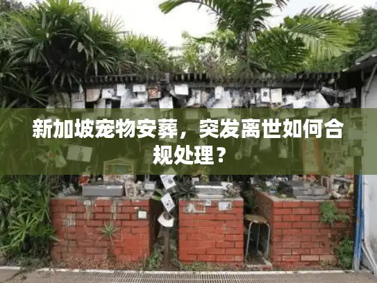 新加坡宠物安葬，突发离世如何合规处理？