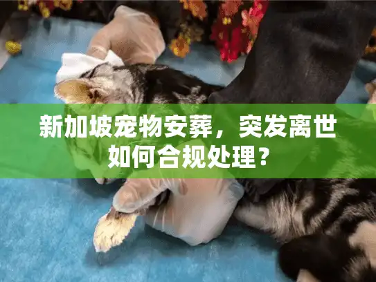 新加坡宠物安葬，突发离世如何合规处理？