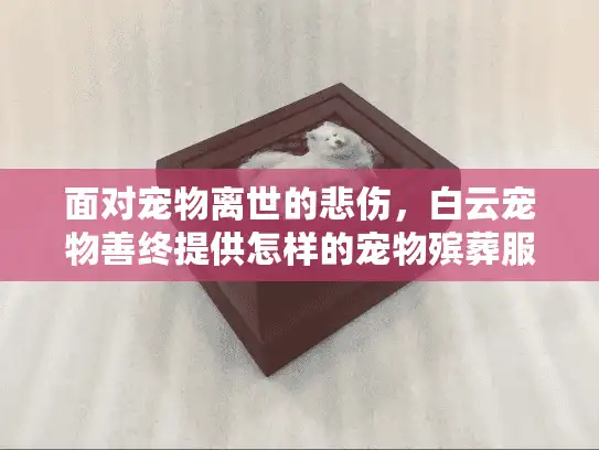 面对宠物离世的悲伤，白云宠物善终提供怎样的宠物殡葬服务？