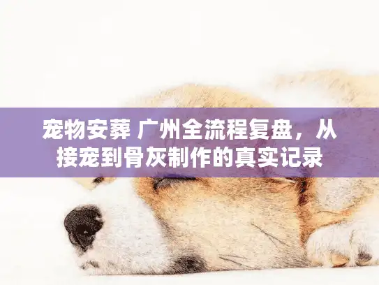 宠物安葬 广州全流程复盘，从接宠到骨灰制作的真实记录