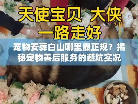宠物安葬白山哪里最正规？揭秘宠物善后服务的避坑实况