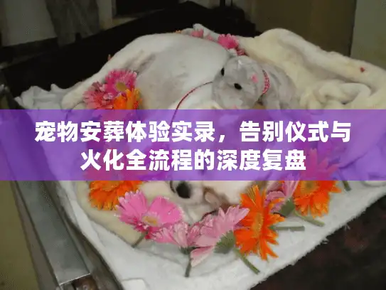 宠物安葬体验实录，告别仪式与火化全流程的深度复盘