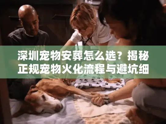 深圳宠物安葬怎么选？揭秘正规宠物火化流程与避坑细节