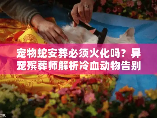 宠物蛇安葬必须火化吗？异宠殡葬师解析冷血动物告别法