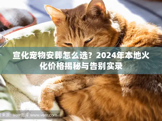 宣化宠物安葬怎么选？2024年本地火化价格揭秘与告别实录