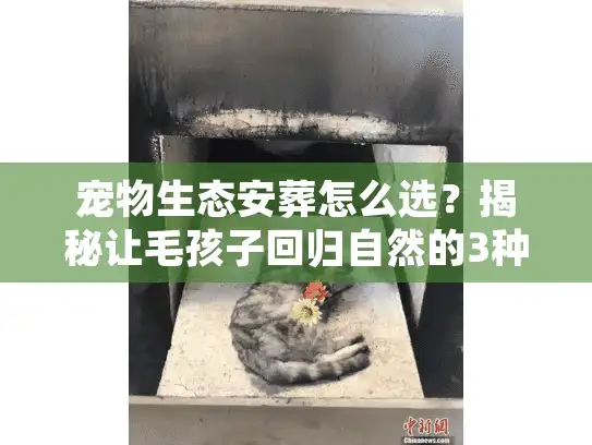 宠物生态安葬怎么选？揭秘让毛孩子回归自然的3种稀缺方式