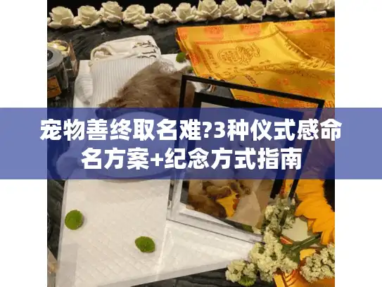 宠物善终取名难?3种仪式感命名方案+纪念方式指南