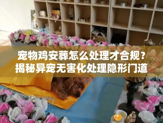 宠物鸡安葬怎么处理才合规？揭秘异宠无害化处理隐形门道