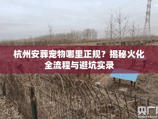杭州安葬宠物哪里正规？揭秘火化全流程与避坑实录
