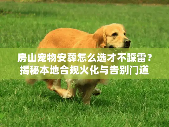 房山宠物安葬怎么选才不踩雷？揭秘本地合规火化与告别门道