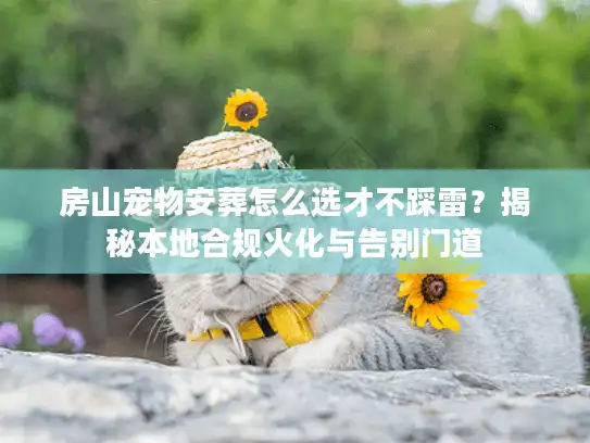 房山宠物安葬怎么选才不踩雷？揭秘本地合规火化与告别门道