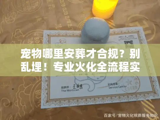 宠物哪里安葬才合规？别乱埋！专业火化全流程实操