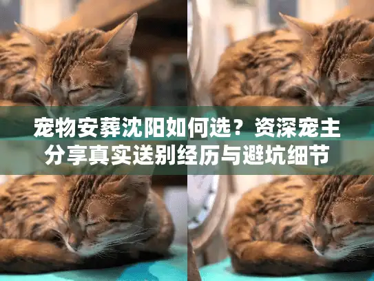 宠物安葬沈阳如何选？资深宠主分享真实送别经历与避坑细节