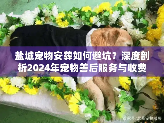盐城宠物安葬如何避坑？深度剖析2024年宠物善后服务与收费标准
