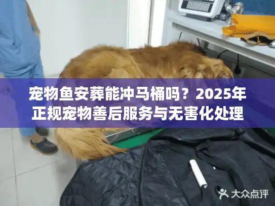 宠物鱼安葬能冲马桶吗？2025年正规宠物善后服务与无害化处理