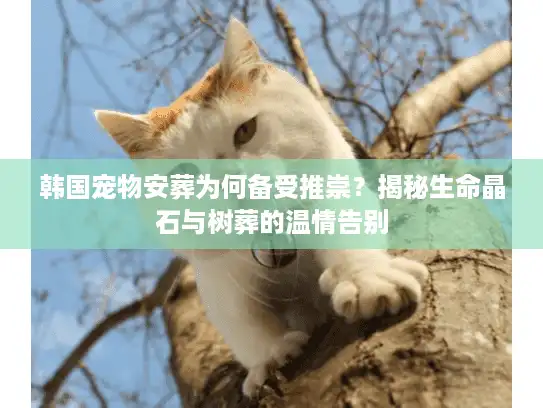 韩国宠物安葬为何备受推崇？揭秘生命晶石与树葬的温情告别