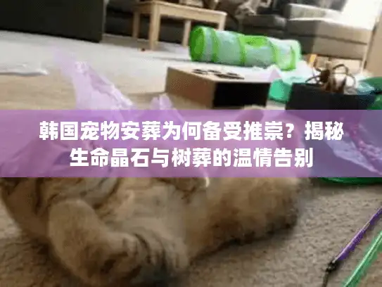 韩国宠物安葬为何备受推崇？揭秘生命晶石与树葬的温情告别