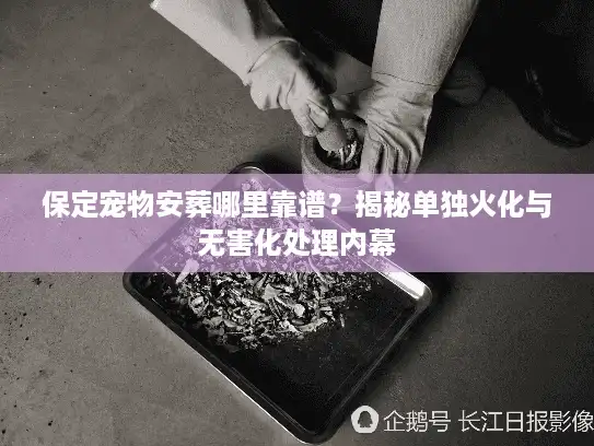 保定宠物安葬哪里靠谱？揭秘单独火化与无害化处理内幕