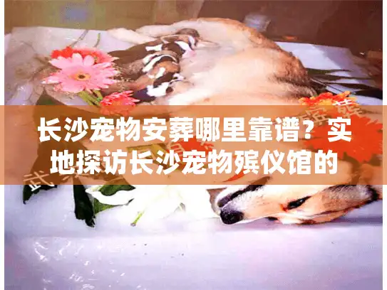 长沙宠物安葬哪里靠谱？实地探访长沙宠物殡仪馆的真实服务