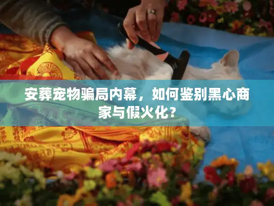 安葬宠物骗局内幕，如何鉴别黑心商家与假火化？
