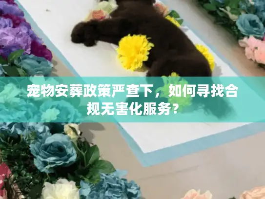 宠物安葬政策严查下，如何寻找合规无害化服务？