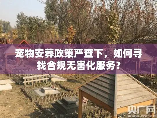宠物安葬政策严查下，如何寻找合规无害化服务？