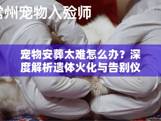 宠物安葬太难怎么办？深度解析遗体火化与告别仪式避坑实战