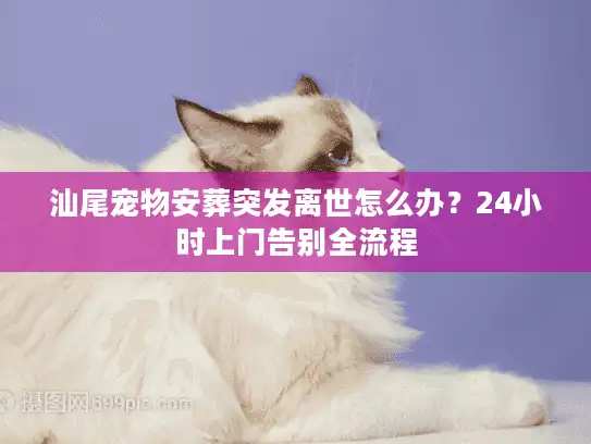 汕尾宠物安葬突发离世怎么办？24小时上门告别全流程