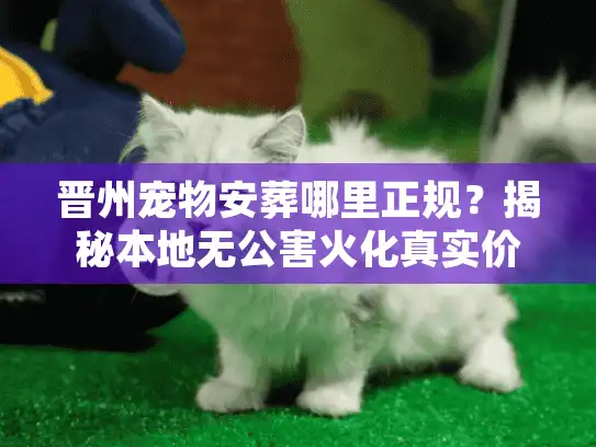 晋州宠物安葬哪里正规？揭秘本地无公害火化真实价格与流程