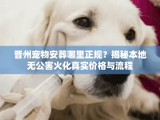 晋州宠物安葬哪里正规？揭秘本地无公害火化真实价格与流程