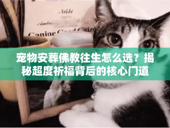 宠物安葬佛教往生怎么选？揭秘超度祈福背后的核心门道
