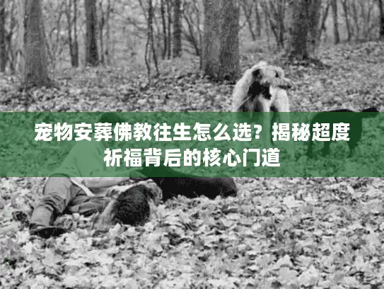 宠物安葬佛教往生怎么选？揭秘超度祈福背后的核心门道