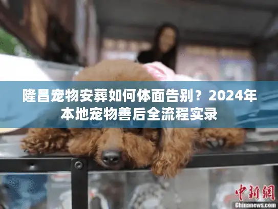 隆昌宠物安葬如何体面告别？2024年本地宠物善后全流程实录