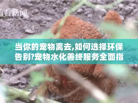 当你的宠物离去,如何选择环保告别?宠物水化善终服务全面指南