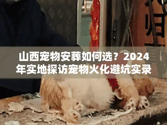 山西宠物安葬如何选？2024年实地探访宠物火化避坑实录