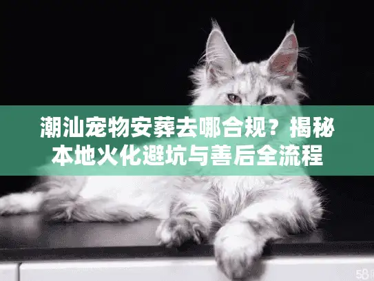 潮汕宠物安葬去哪合规？揭秘本地火化避坑与善后全流程